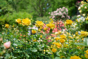 福岡市植物園のバラの写真