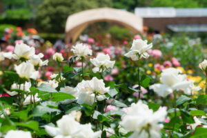 福岡市植物園のバラの写真