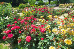 福岡市植物園のバラの写真