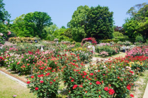 福岡市植物園のバラの写真