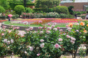 福岡市植物園のバラの写真