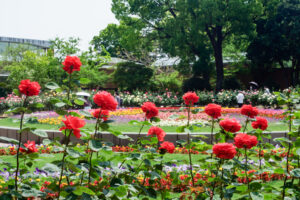 福岡市植物園のバラの写真