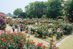 福岡市植物園のバラの写真