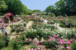 福岡市植物園のバラの写真