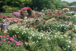 福岡市植物園のバラの写真
