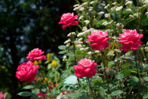 福岡市植物園のバラの写真