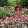 バラ　福岡市植物園（2022年5月8日）
