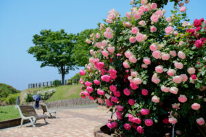 グリーンパークのバラの写真