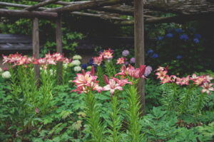 筥崎宮花庭園のユリの写真