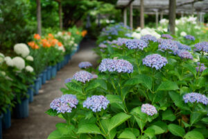 筥崎宮花庭園の紫陽花の写真