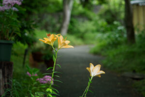 筥崎宮花庭園のユリの写真