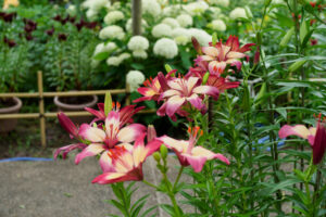 筥崎宮花庭園のユリの写真