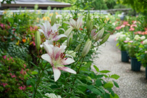 筥崎宮花庭園のユリの写真