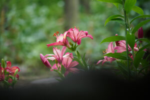 筥崎宮花庭園のユリの写真