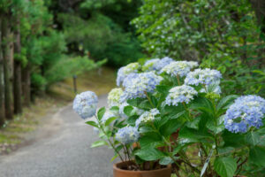 筥崎宮花庭園の紫陽花の写真