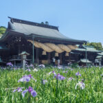 宮地嶽神社の花菖蒲の写真