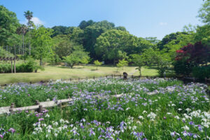 宮地嶽神社の花菖蒲の写真