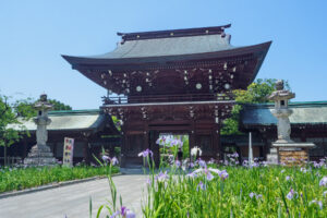 宮地嶽神社の花菖蒲の写真