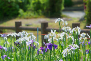 宮地嶽神社の花菖蒲の写真