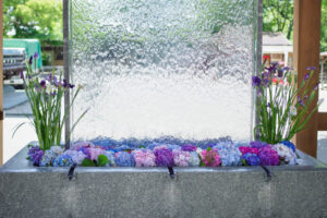 宮地嶽神社の花菖蒲の写真