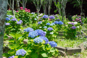 宮地嶽神社の紫陽花の写真
