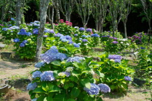 宮地嶽神社の紫陽花の写真