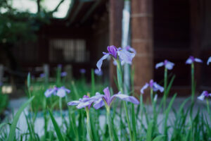 宮地嶽神社の花菖蒲の写真