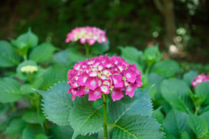 宮地嶽神社の紫陽花の写真