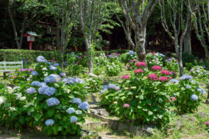 宮地嶽神社の紫陽花の写真