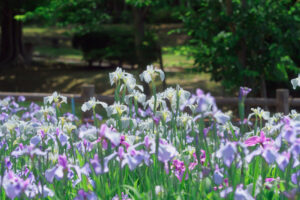 宮地嶽神社の花菖蒲の写真