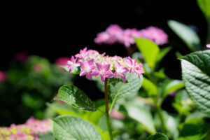 宮地嶽神社の紫陽花の写真