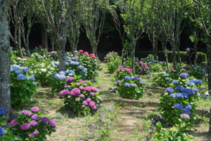 宮地嶽神社の紫陽花の写真
