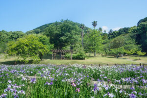 宮地嶽神社の花菖蒲の写真