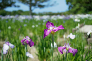 宮地嶽神社の花菖蒲の写真