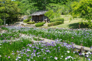 宮地嶽神社の花菖蒲の写真