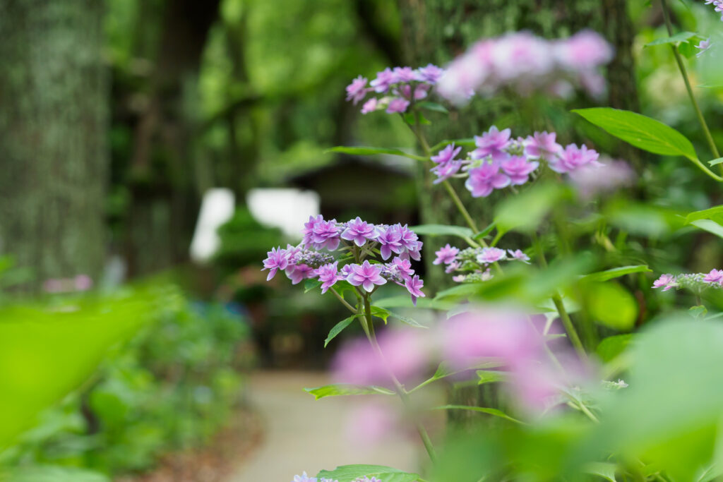 筥崎宮あじさい苑の紫陽花の写真