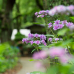 筥崎宮あじさい苑の紫陽花の写真