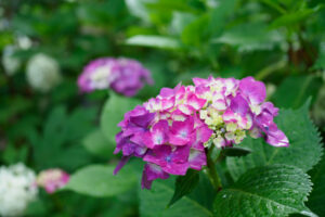筥崎宮あじさい苑の紫陽花の写真