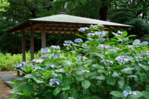 筥崎宮あじさい苑の紫陽花の写真