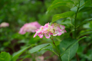 筥崎宮あじさい苑の紫陽花の写真