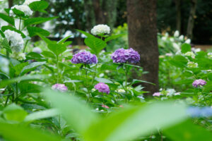 筥崎宮あじさい苑の紫陽花の写真