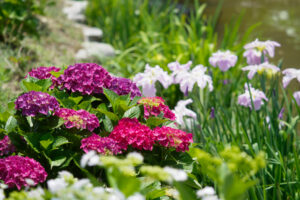 太宰府天満宮の紫陽花の写真