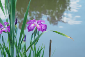 太宰府天満宮の菖蒲の写真