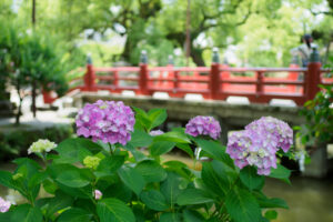 太宰府天満宮の紫陽花の写真