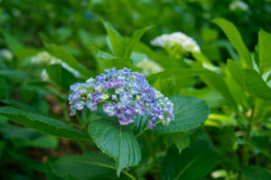 太宰府天満宮の紫陽花の写真
