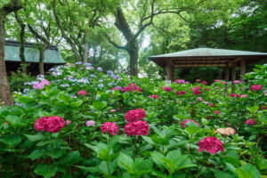 筥崎宮あじさい苑の紫陽花の写真