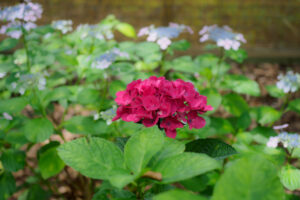 筥崎宮あじさい苑の紫陽花の写真