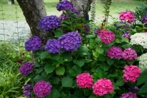 石橋文化センターの紫陽花の写真