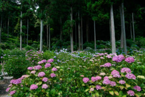千光寺の紫陽花の写真