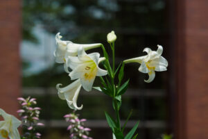 石橋文化センターの季節の花の写真